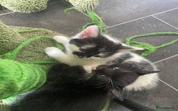Turkish Van cats for sale: 5 gorgeous kittens  - Image 3