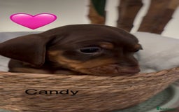 Miniature Dachshund dogs for sale: Miniature dachshund puppies  - Advert 13