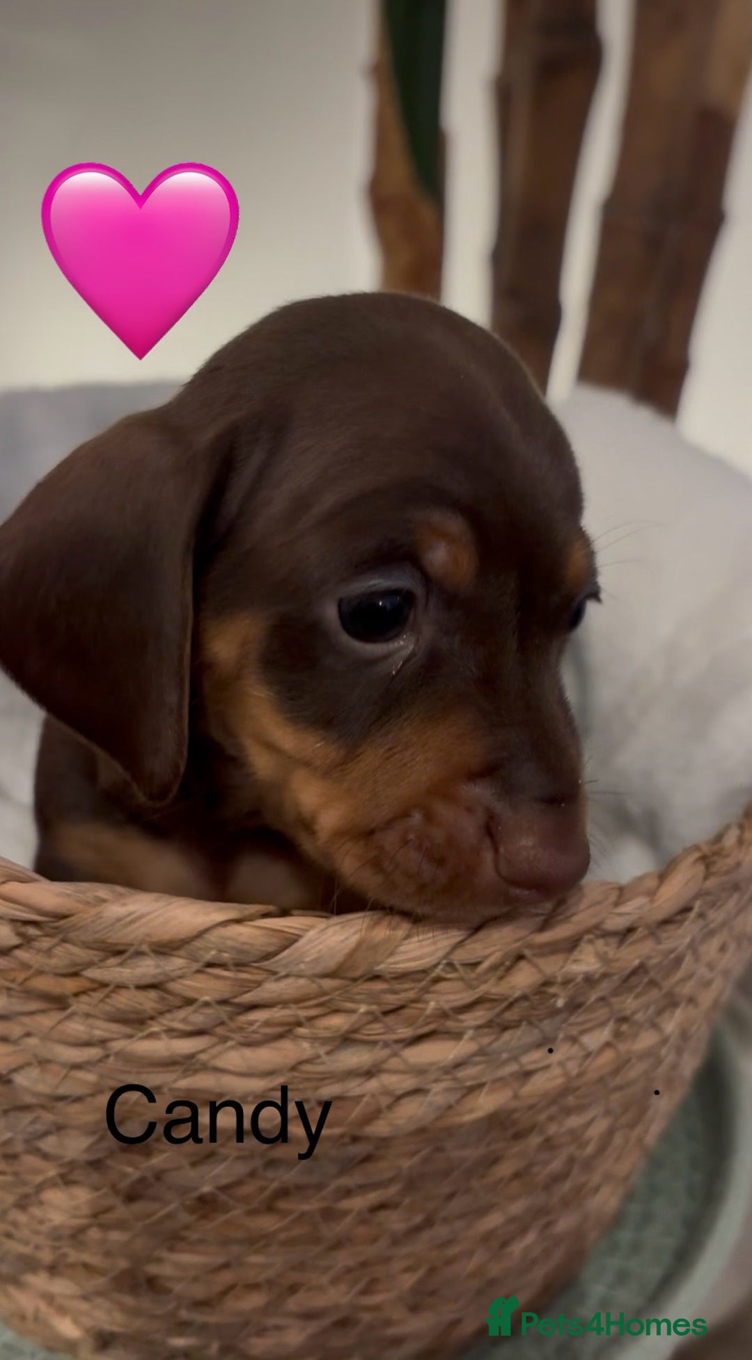 Miniature Dachshund dogs for sale: Miniature dachshund puppies  - Advert 13