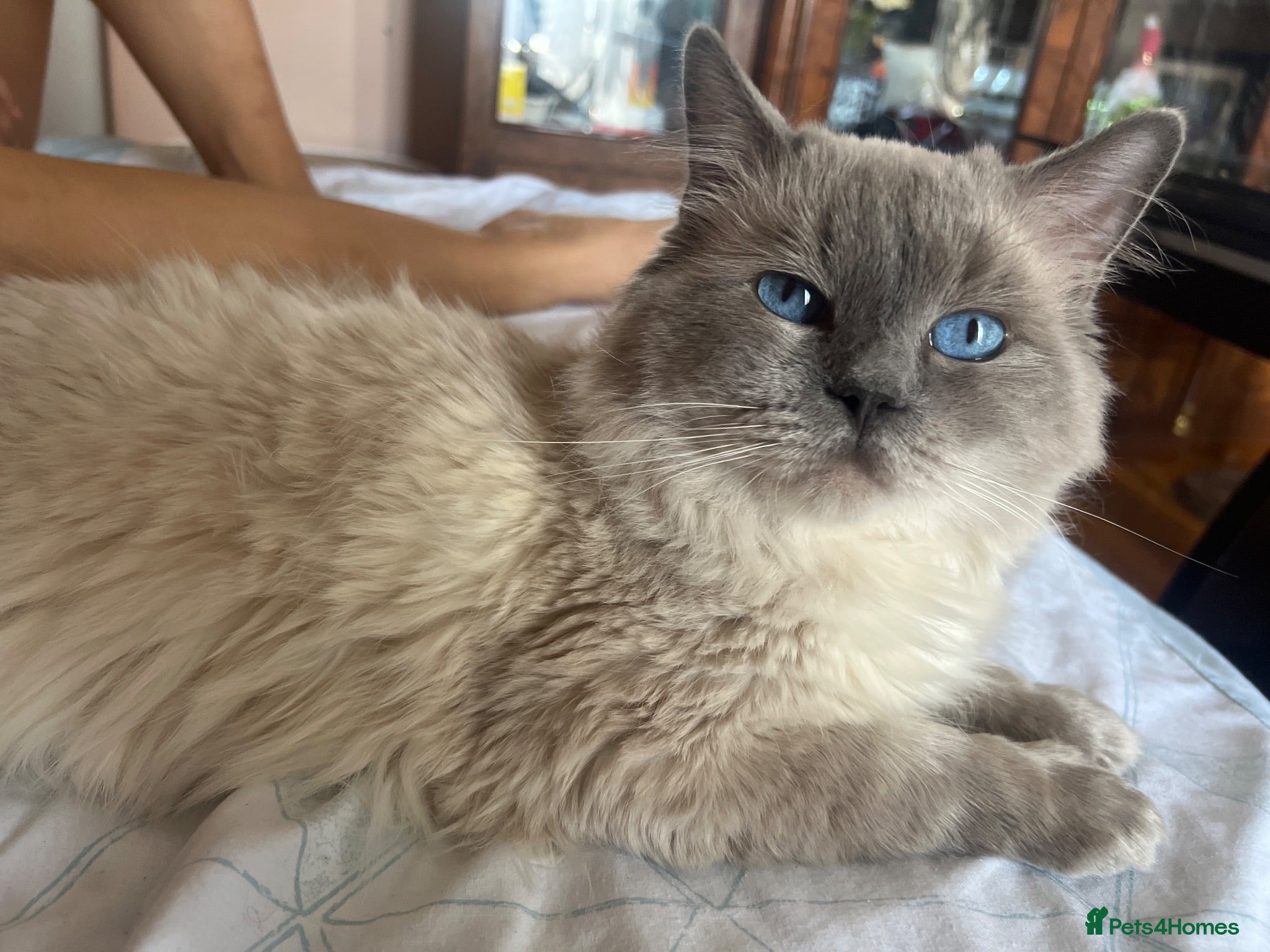 Ragdoll cats GCCF registered Proven Blue Point stud - Advert 1