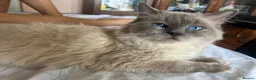Ragdoll cats for stud: GCCF registered Proven Blue Point stud - Advert 1