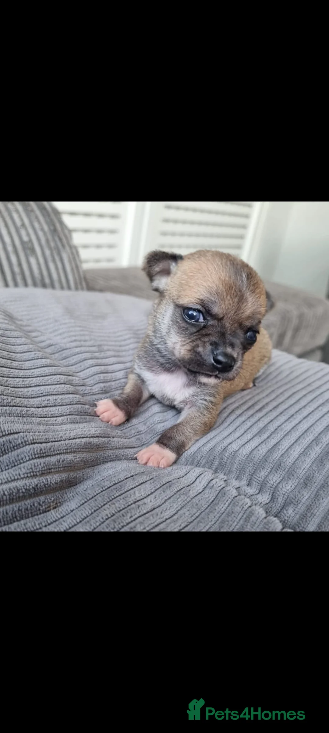 Chihuahua dogs for sale: Chihuahua Puppies - Advert 2