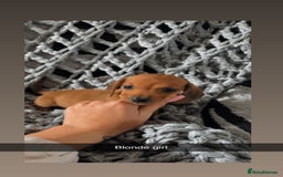 Dachshund dogs for sale: Sausage dogs puppies.  - Image 9