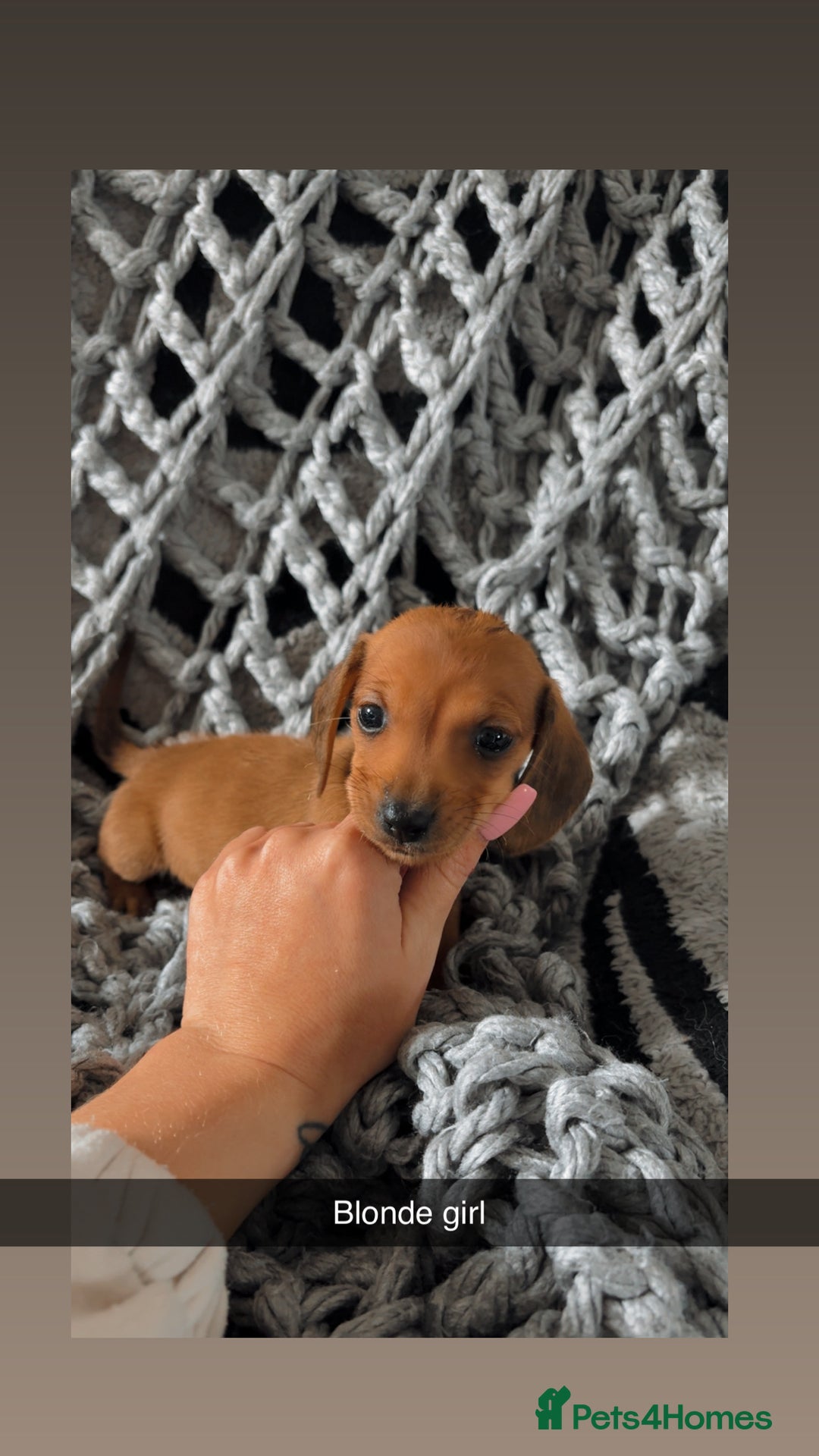 Dachshund dogs for sale: Sausage dogs puppies.  - Image 9