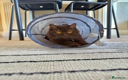 British Shorthair cats for sale: Female cinnamon brown British shorthair  - Image 3