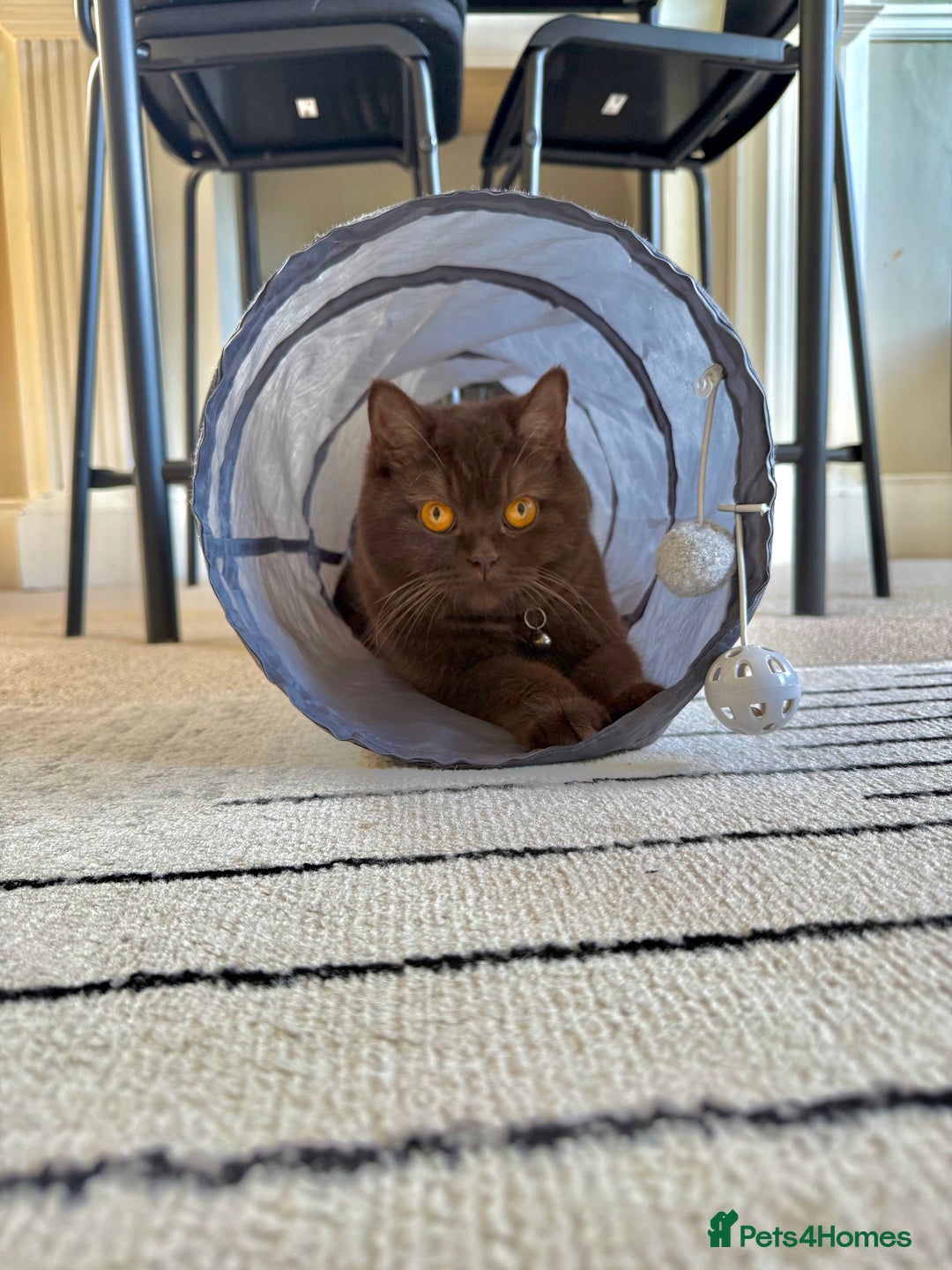 British Shorthair cats for sale: Female cinnamon brown British shorthair  - Image 3