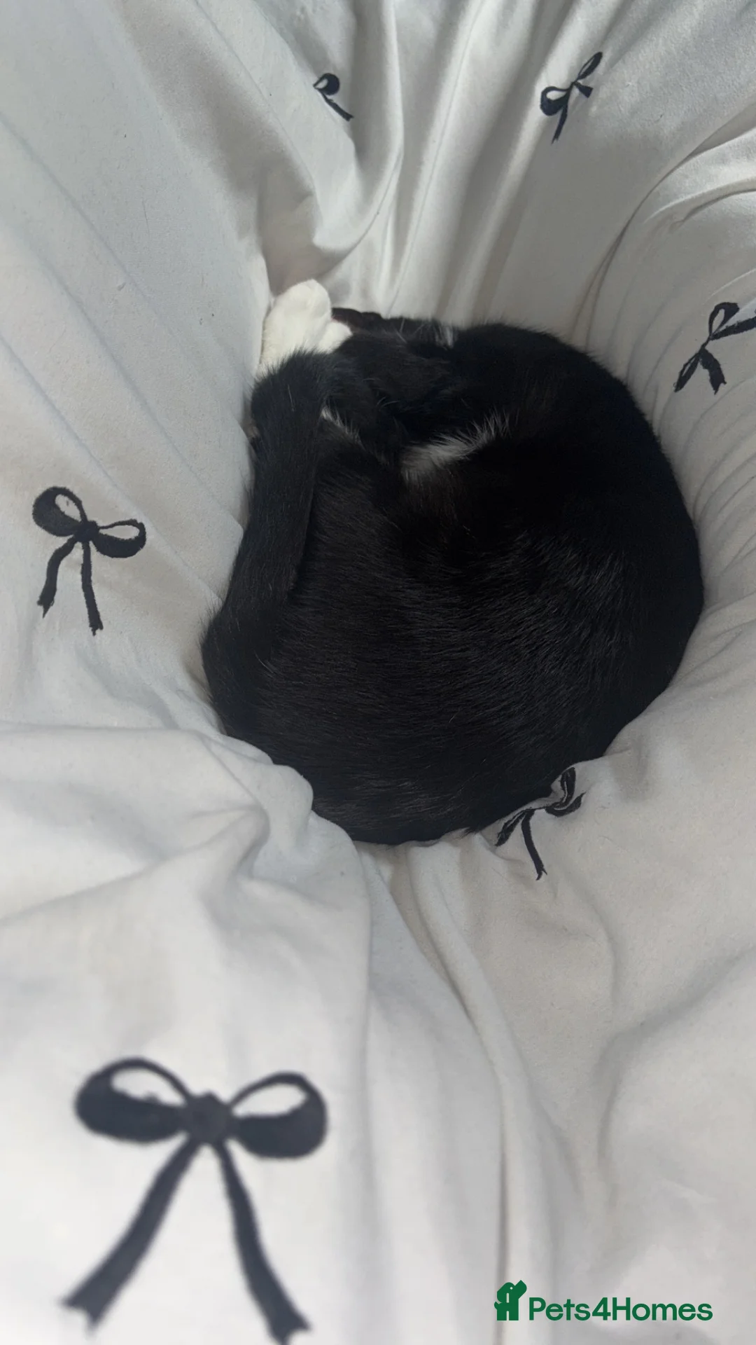 Mixed Breed cats for sale: 6 month old kitten ready to be be xolelcted - Advert 2