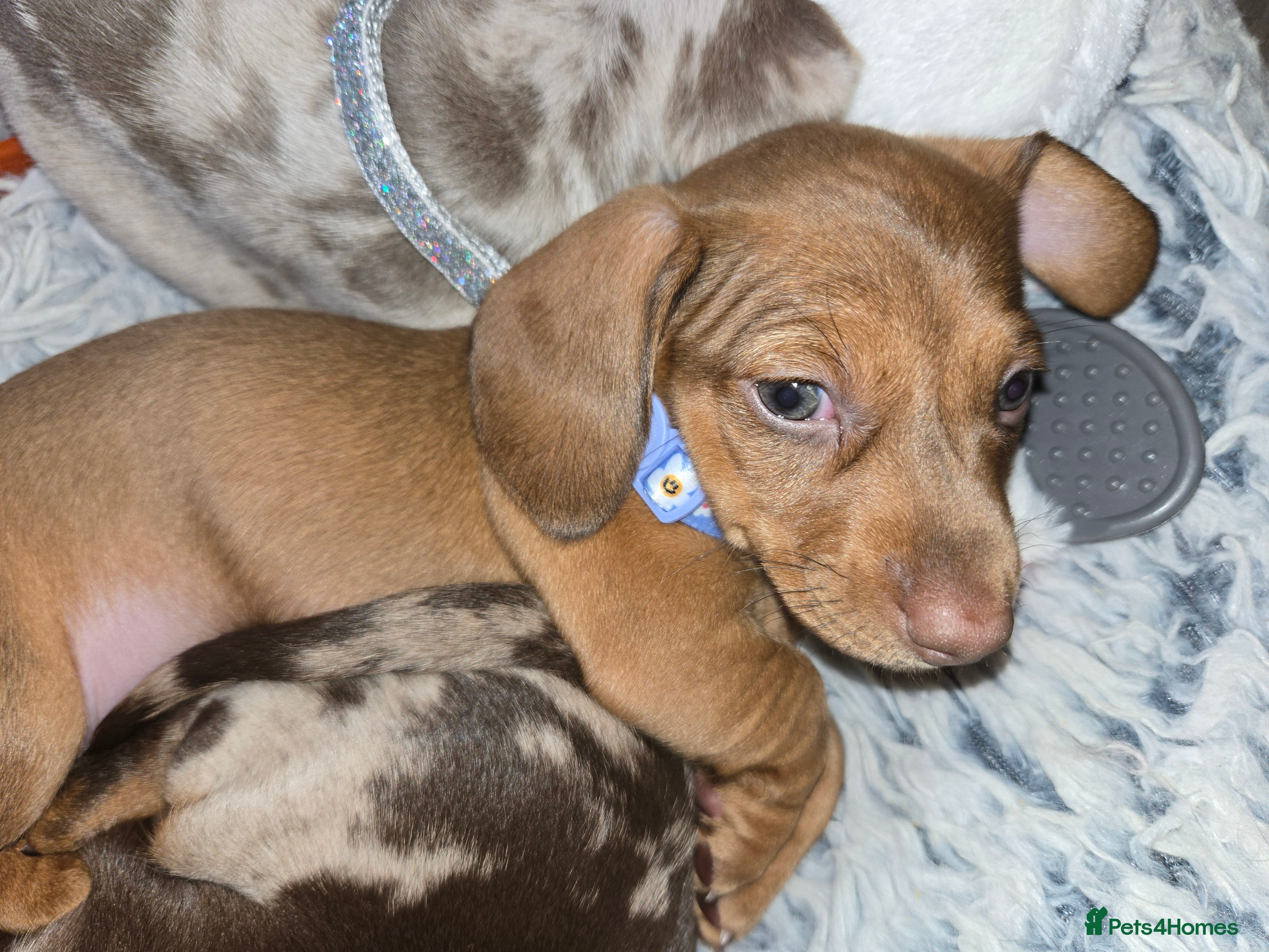 Dachshund dogs Beautiful KC REG dachshund pups - Advert 6