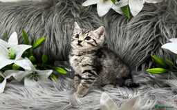 Egyptian Mau cats for sale: Exceptional Egyptian Mau & Bengal Kittens TICAreg - Image 10