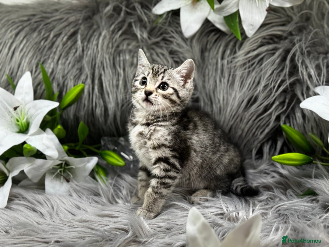 Egyptian Mau cats for sale: Exceptional Egyptian Mau & Bengal Kittens TICAreg - Image 10