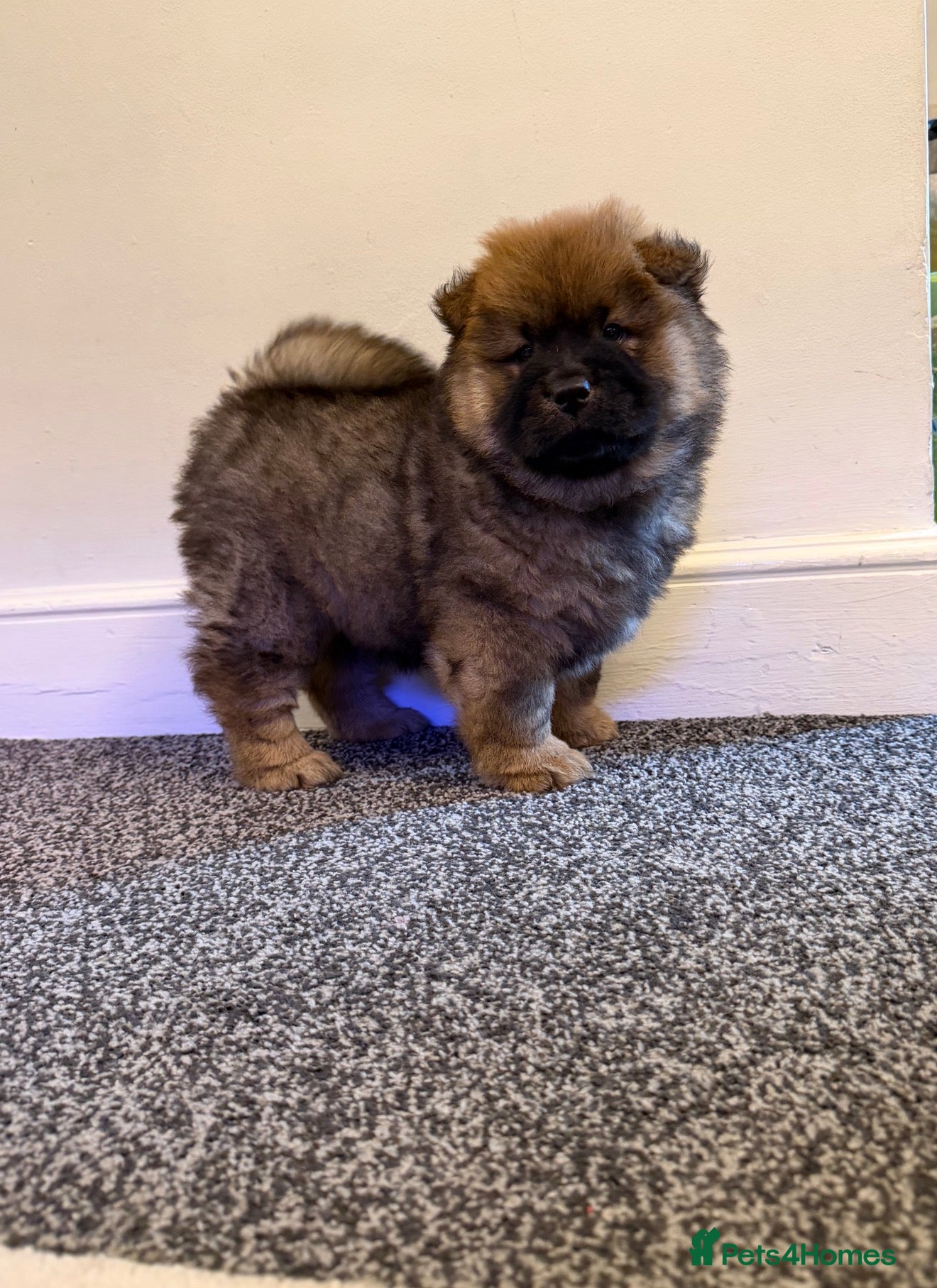 Chow Chow dogs K.c registered chow chow puppies - Advert 9