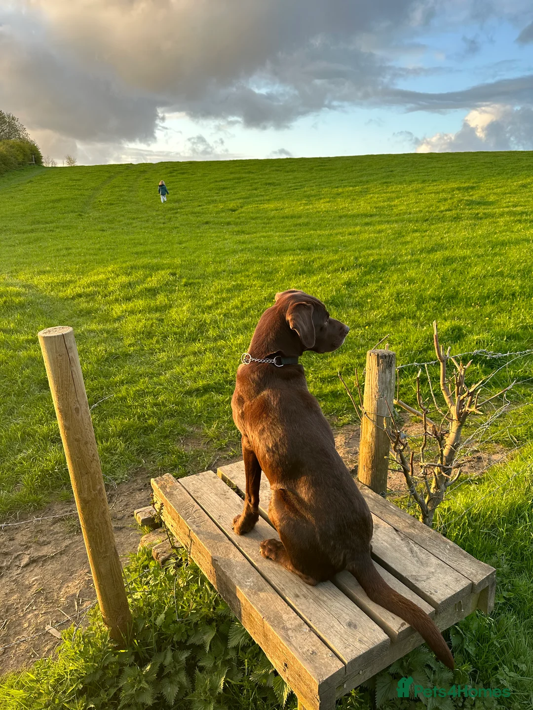 Labrador Retriever dogs for stud: Proven KC Reg. Chocolate Labrador For Stud in Peterlee - Advert 15