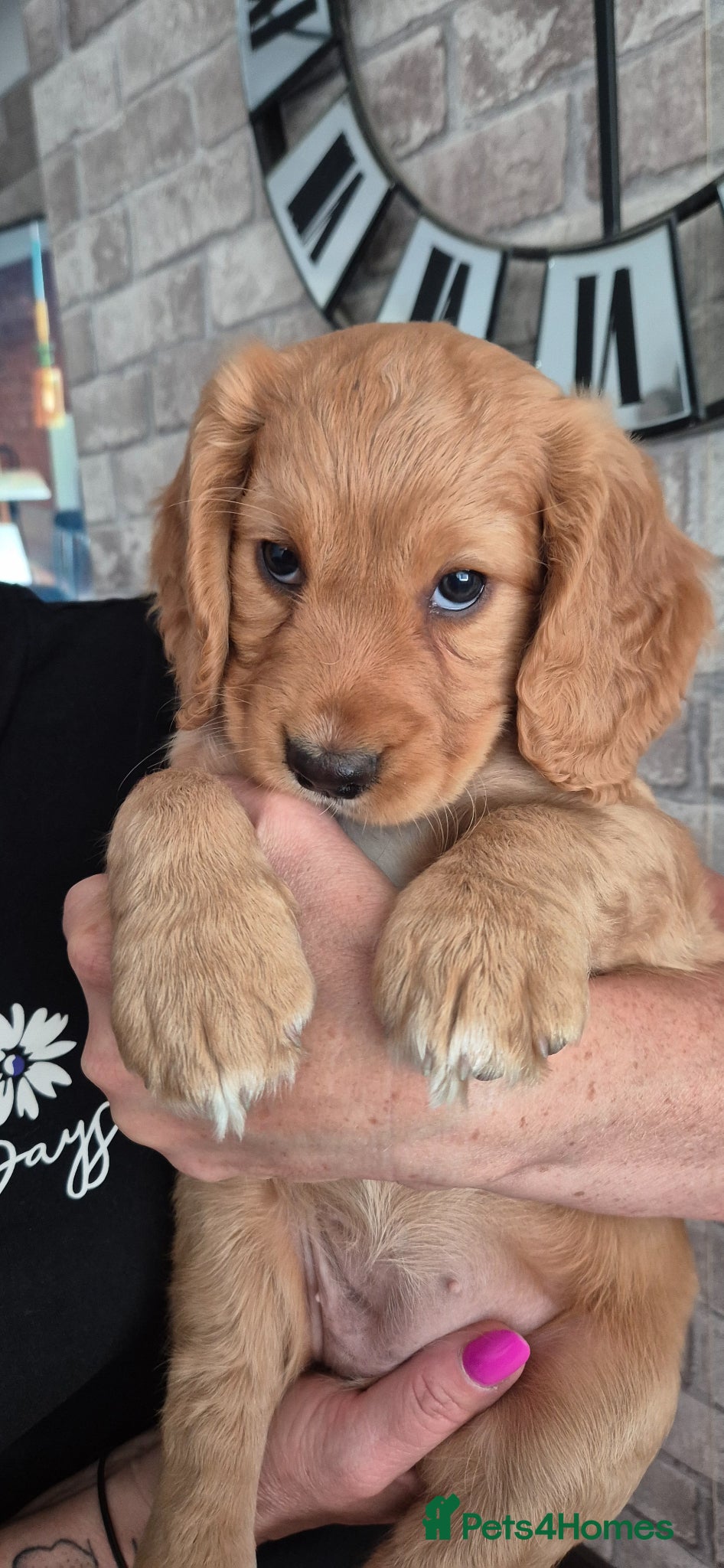 Cocker Spaniel dogs URGENT, 1 gir ready for home  - Advert 11