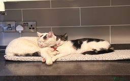 Domestic Shorthair cats for sale: FTGH 2 male tabby’s  - Image 1