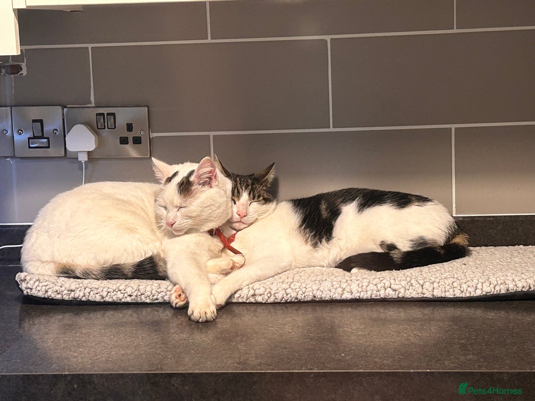 Domestic Shorthair cats for sale: FTGH 2 male tabby’s  - Image 1