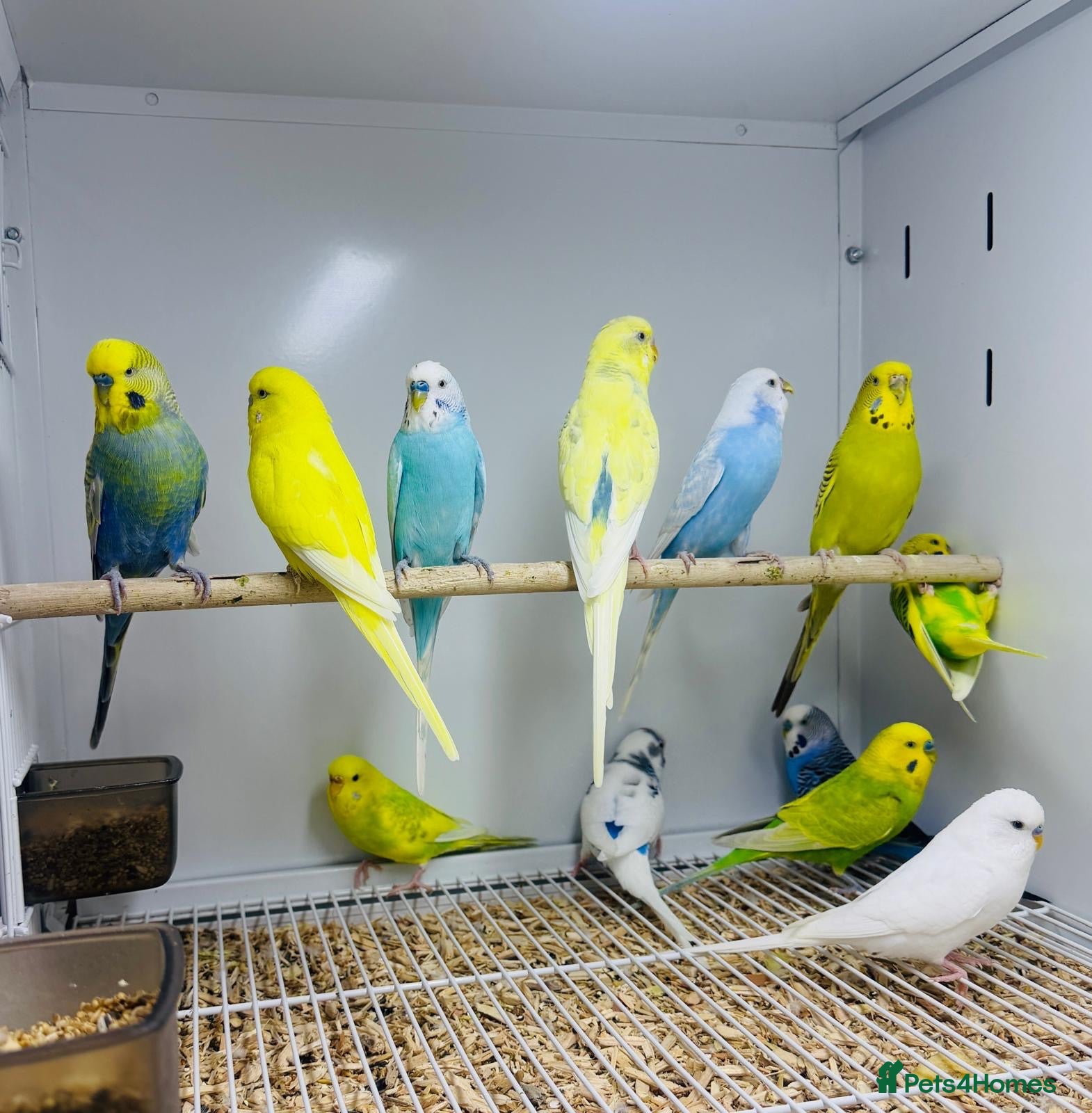 Budgerigars birds Baby budgies  - Advert 2