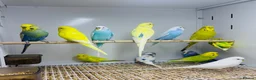Budgerigars birds for sale: Baby budgies  - Advert 3