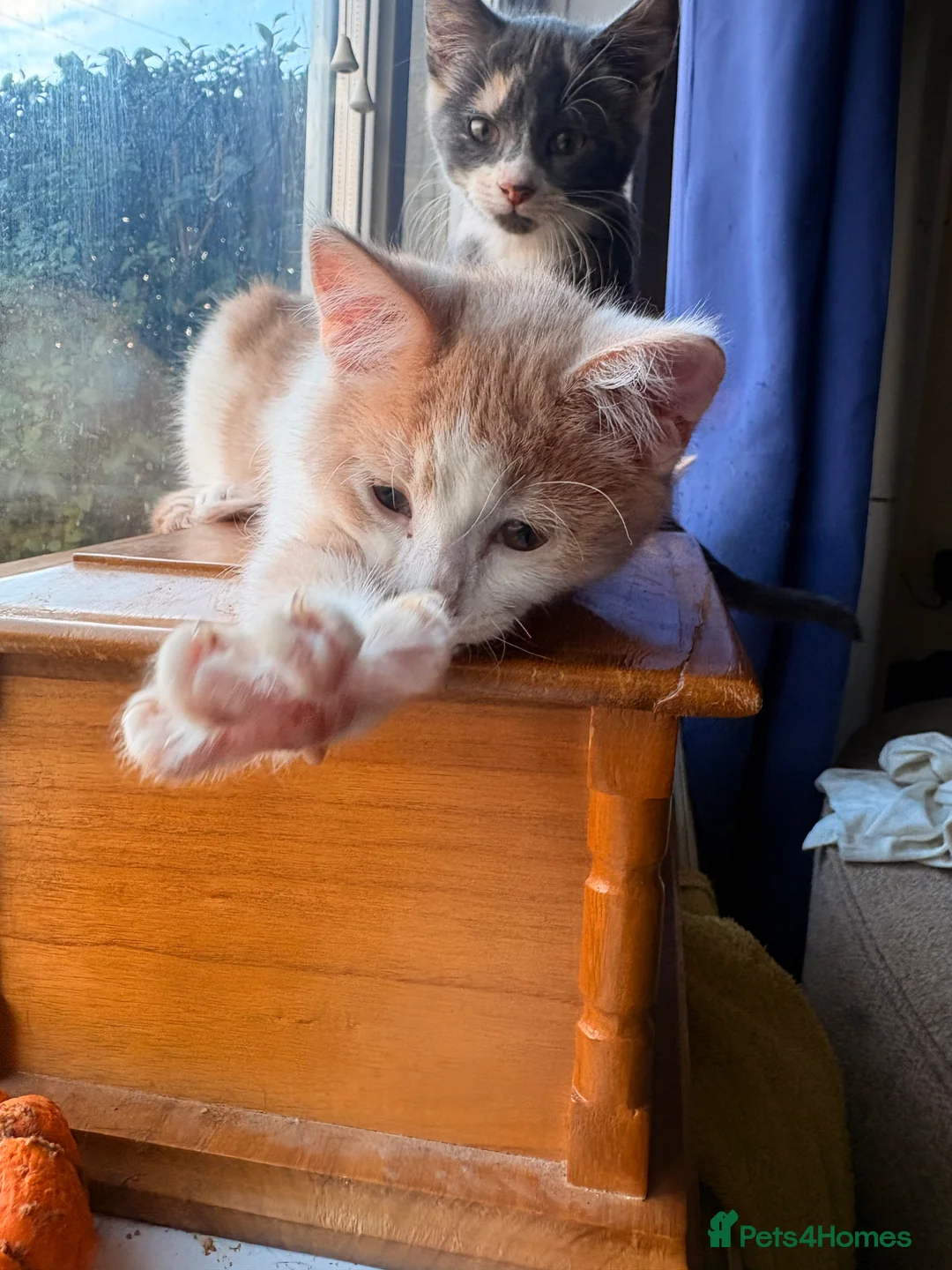 Mixed Breed cats for sale: ** One Sphynx Variant Kitten left ** - Advert 6