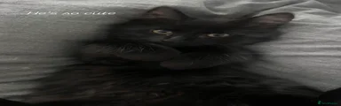 Black male-Renzo