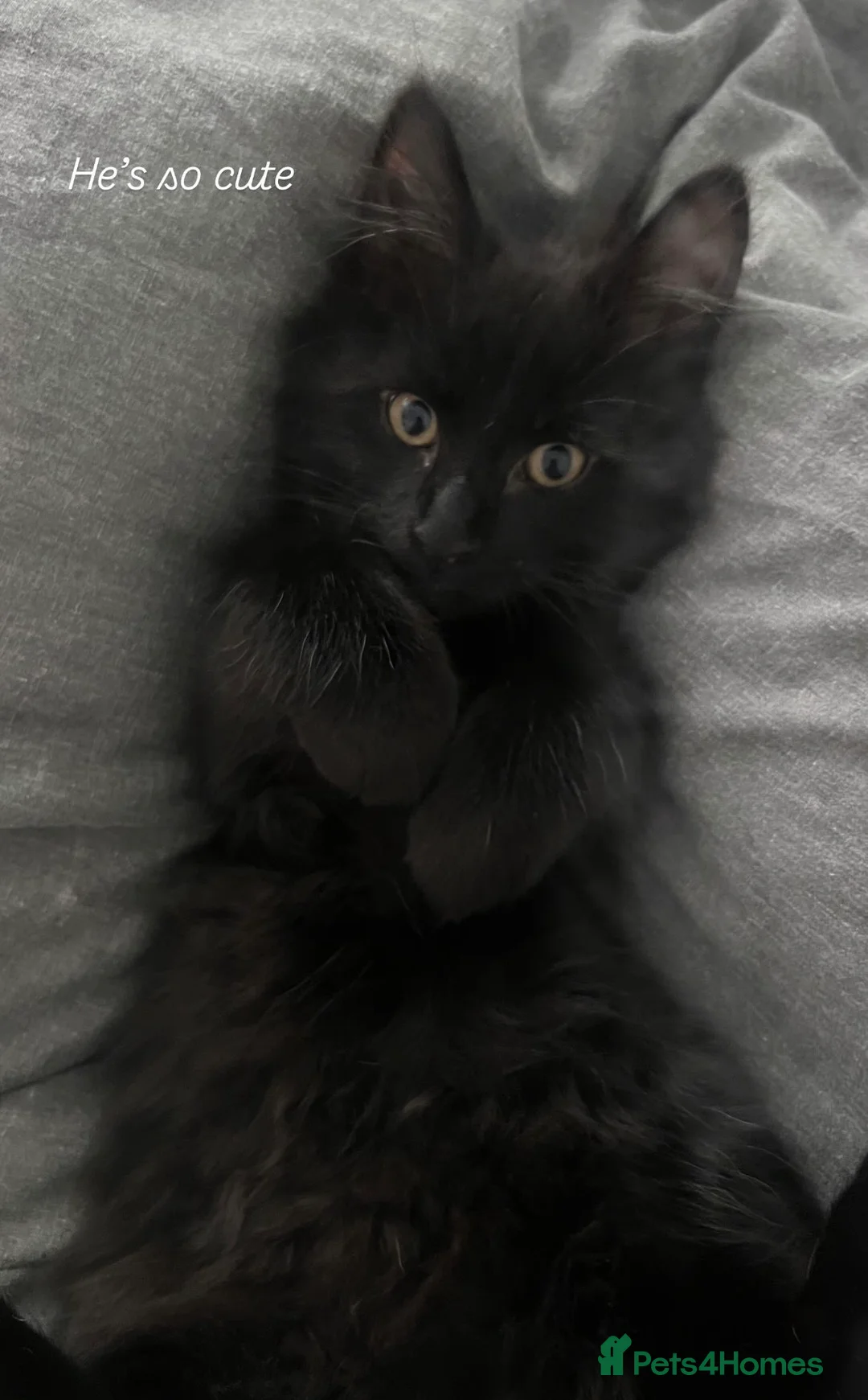 Mixed Breed cats for sale: 7 month old siblings must stay together!! in Colchester - Advert 2