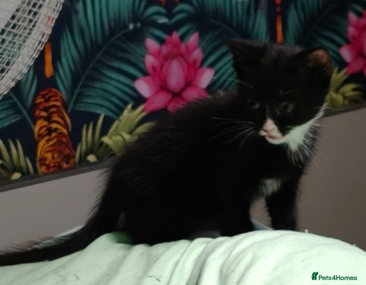 Mixed Breed cats 3 beautiful kittens £70 each  - Advert 6