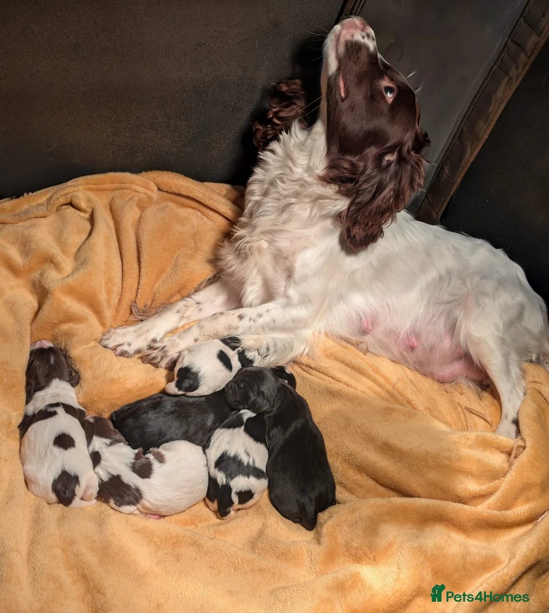 Sprocker dogs for sale: Beautiful F1 Sprocker Puppies - Advert 5