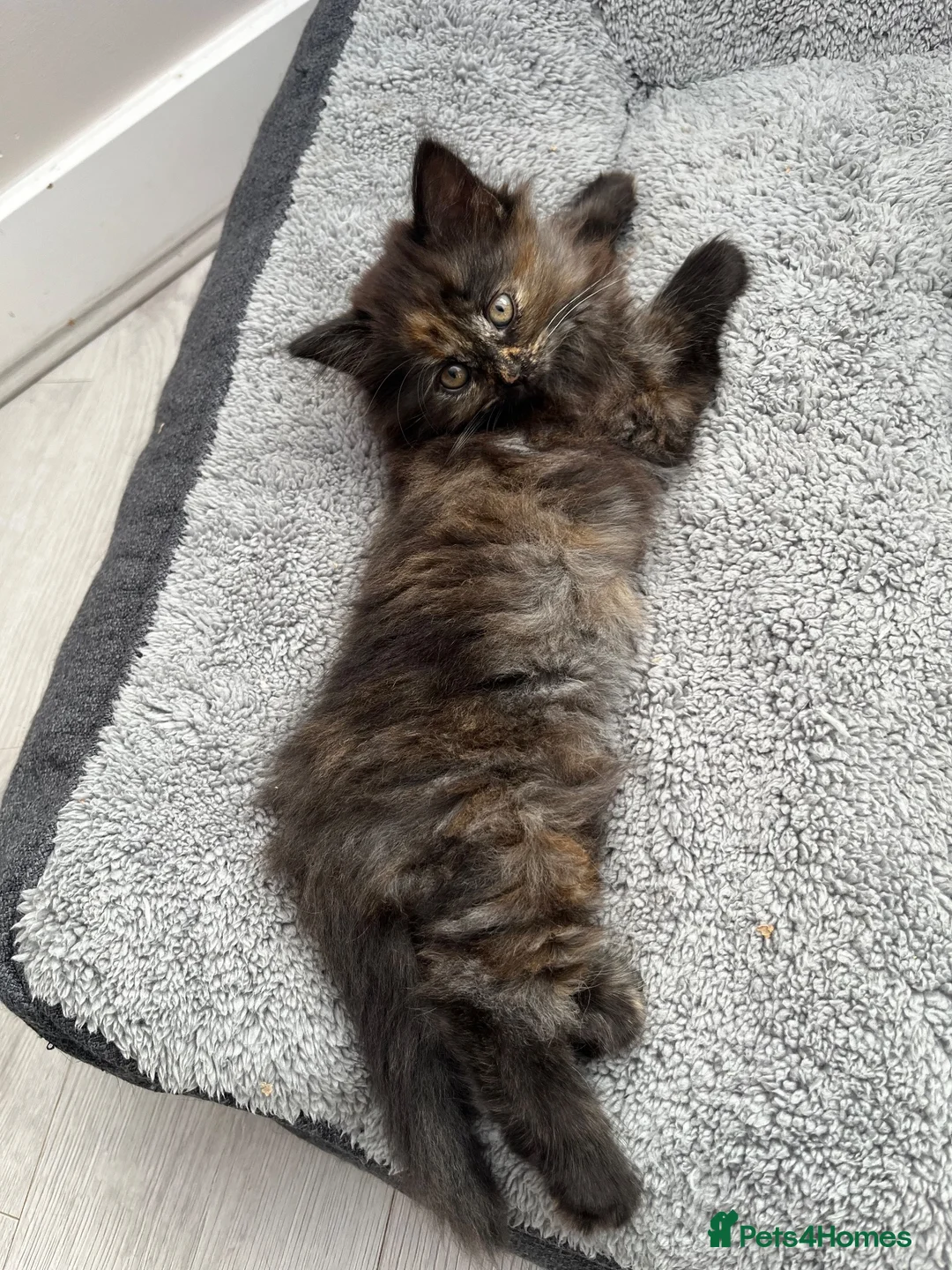 British Shorthair cats for sale: Beautiful Home-Raised British Shorthair Kittens in Rugby - Advert 2