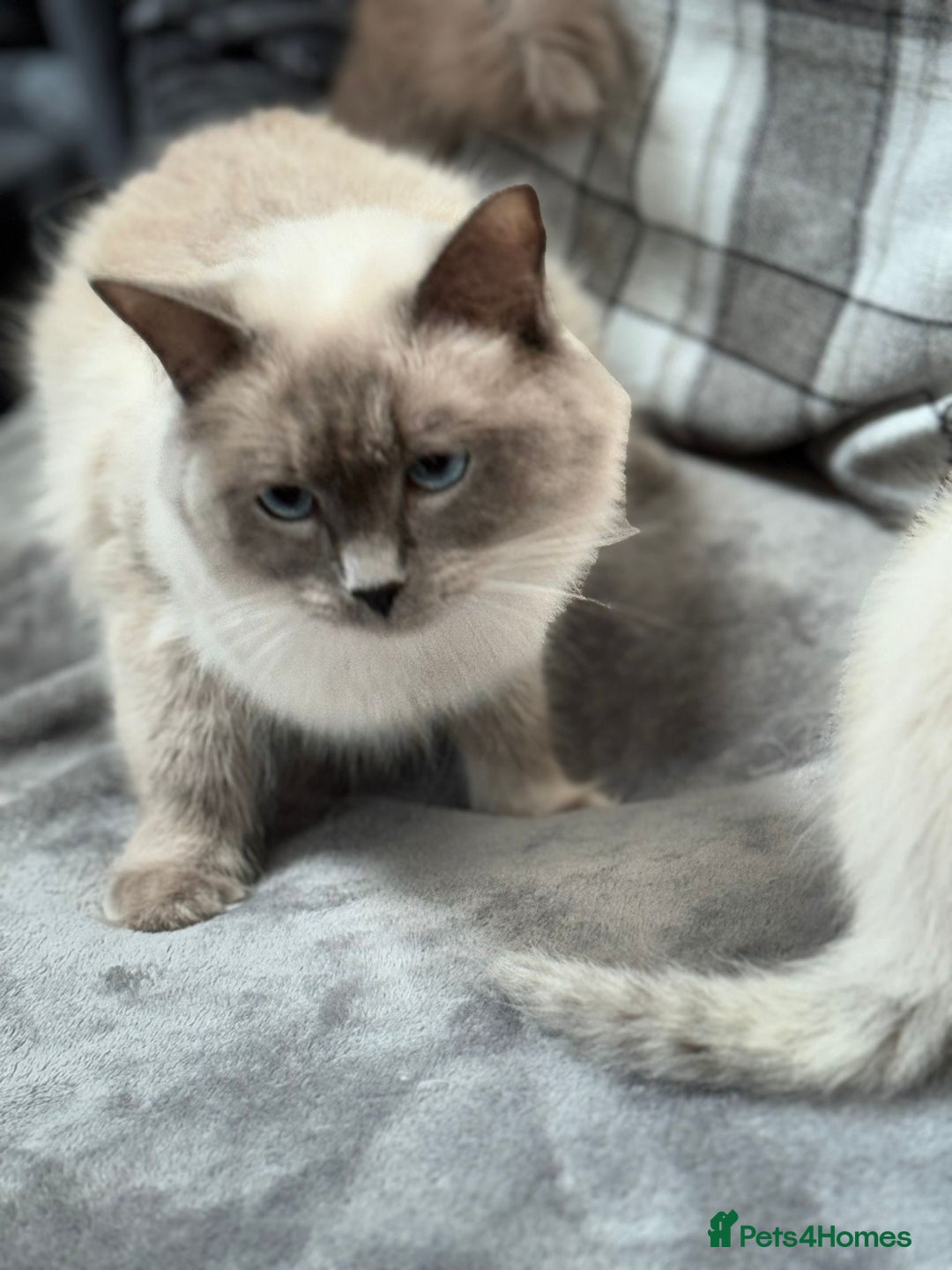 Ragdoll cats for sale: 5 beautiful blue point ragdolls - Image 8