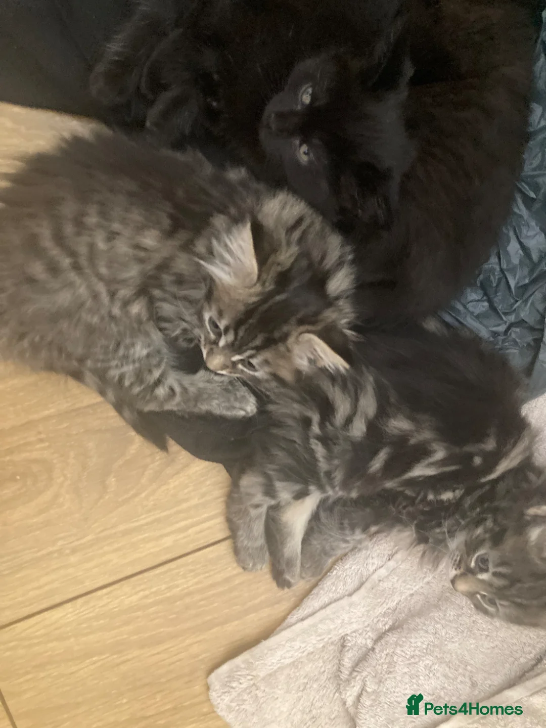 Mixed Breed cats for sale: Kittens - Advert 7