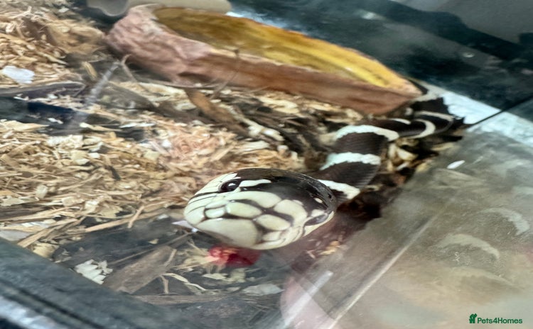 King Snake reptiles - Advert 6
