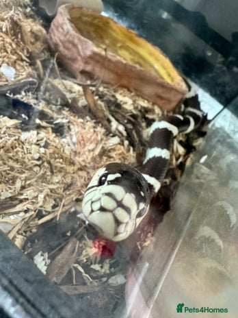 King Snake reptiles - Advert 2