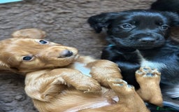 Cocker Spaniel dogs for sale: Upcoming Litter: KC Working Cocker Puppies - Image 18