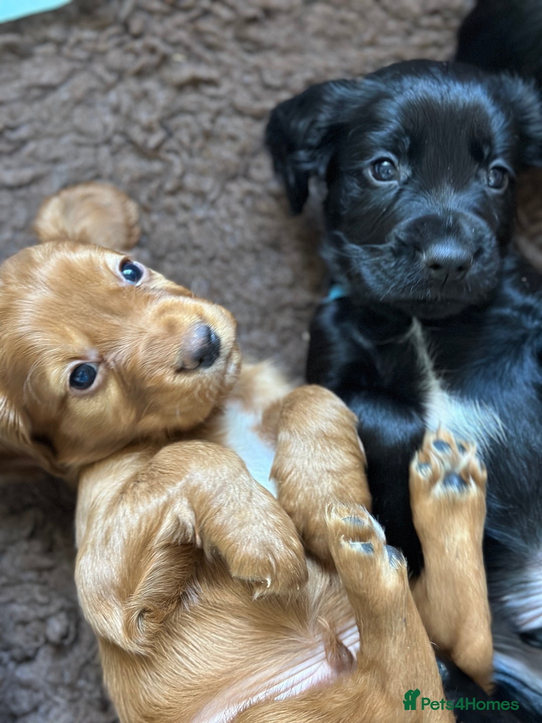 Cocker Spaniel dogs for sale: Upcoming Litter: KC Working Cocker Puppies - Image 18