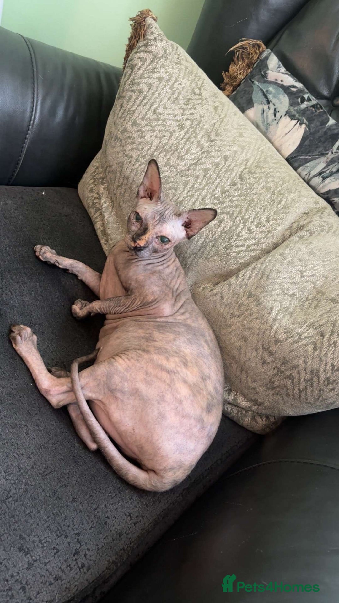 Sphynx cats for sale: Sphynx - Image 3