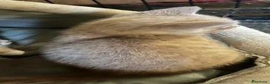 Mixed Breed 2