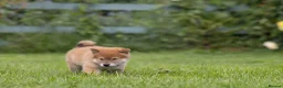 Japanese Shiba Inu dogs for sale: READY NOW Elite Japanese Shiba Inu puppies. - Advert 6