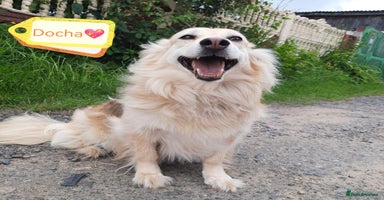Mixed Breed dogs - Advert 2