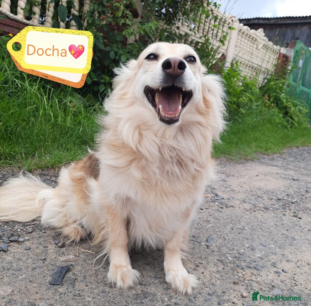 Mixed Breed dogs for adoption: 💖🐶 DOCHA 🐶💖 - Image 2