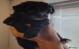 Mixed Breed dogs for sale: Mixed breed puppies. - Image 2