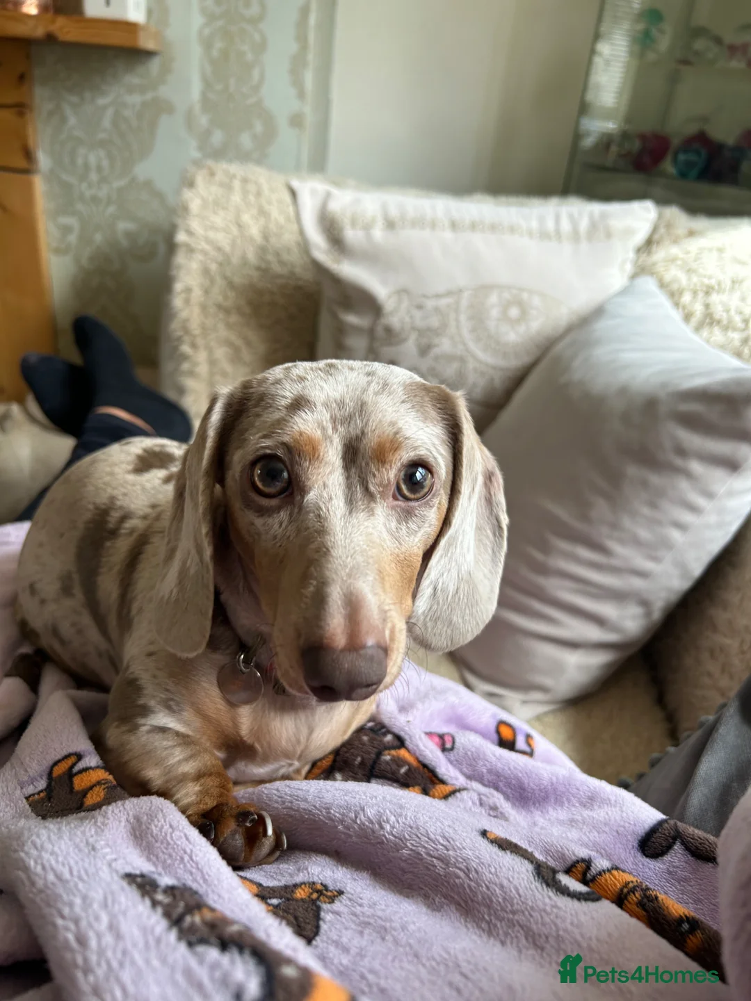 Miniature Dachshund dogs for sale: Miniature Dachshund Mario - Advert 2