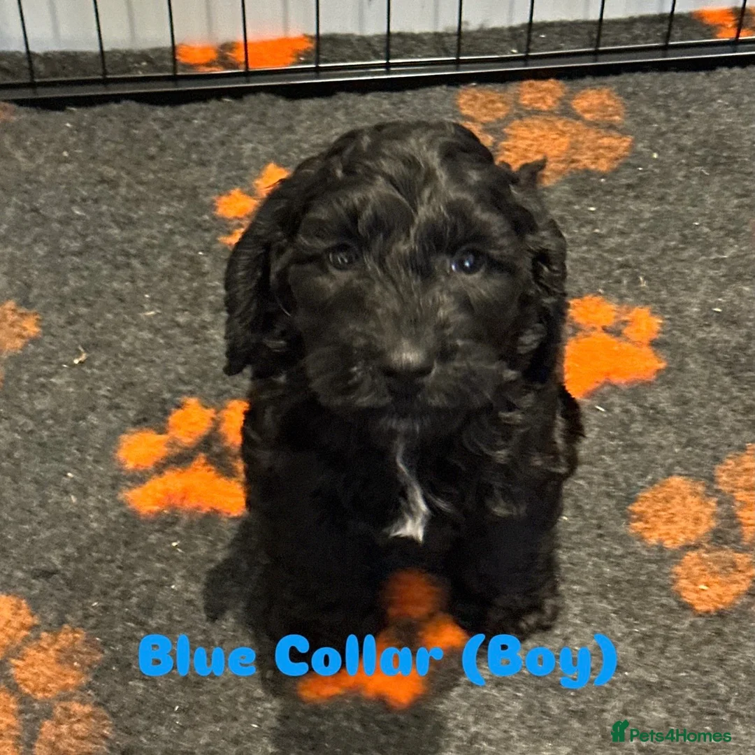 Cockapoo dogs for sale: F1 COCKAPOO PUPPIES - Advert 5