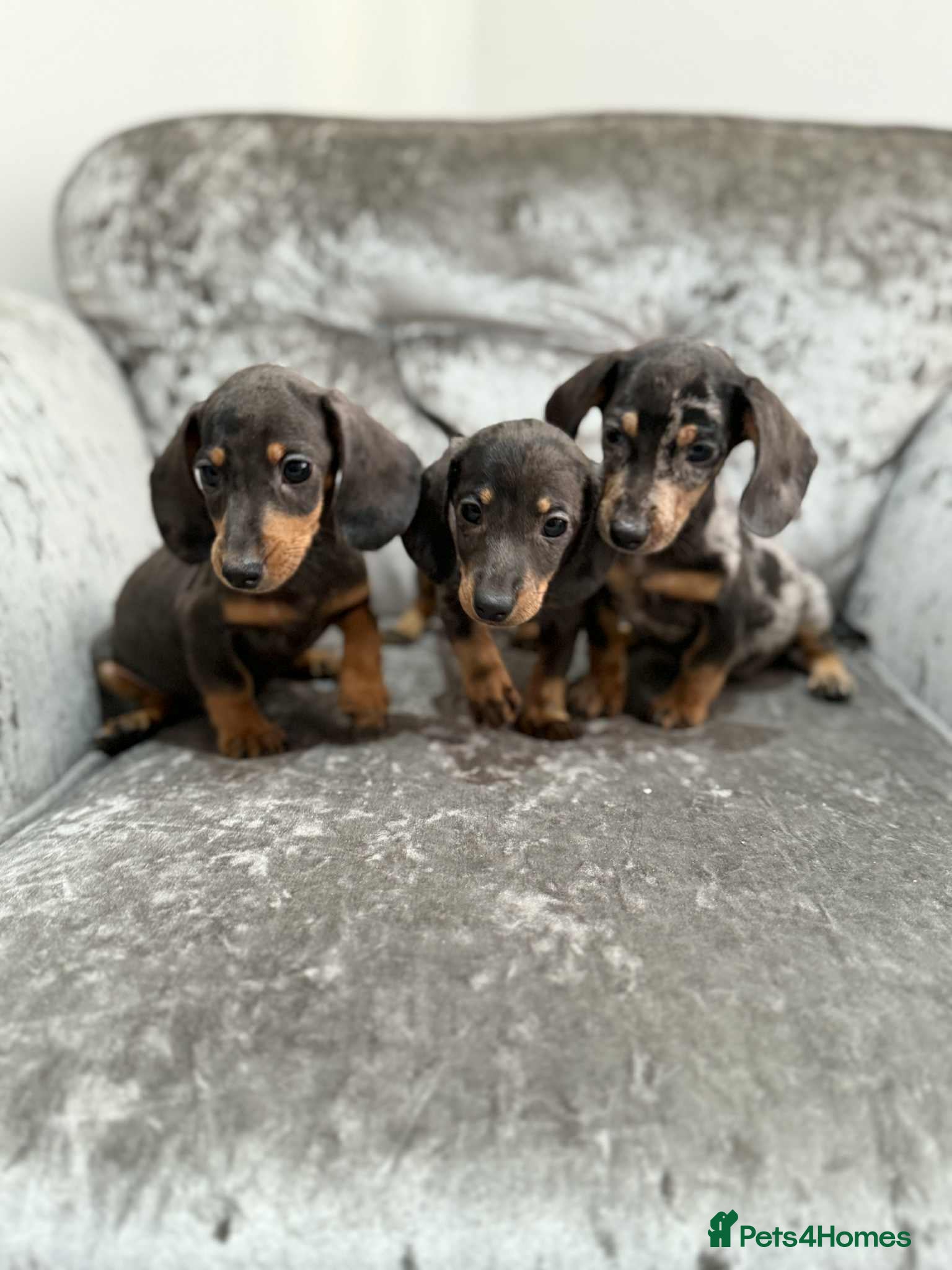 Dachshund dogs Miniature Dachshunds - Advert 12