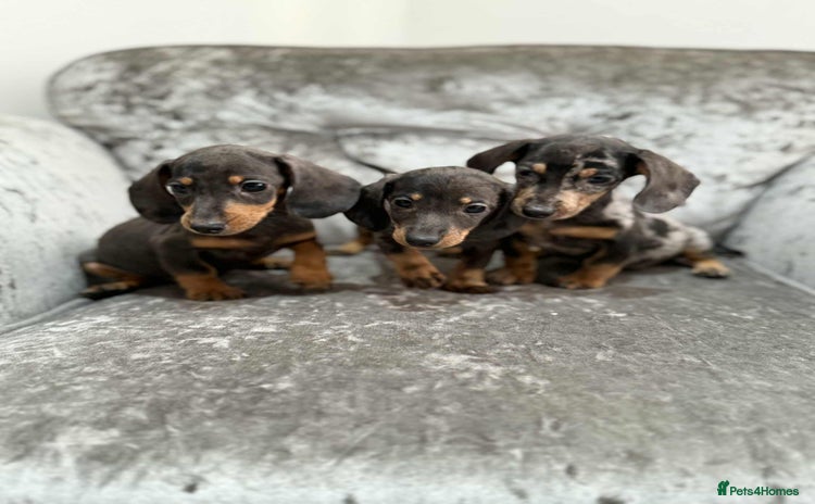 Dachshund dogs - Advert 2