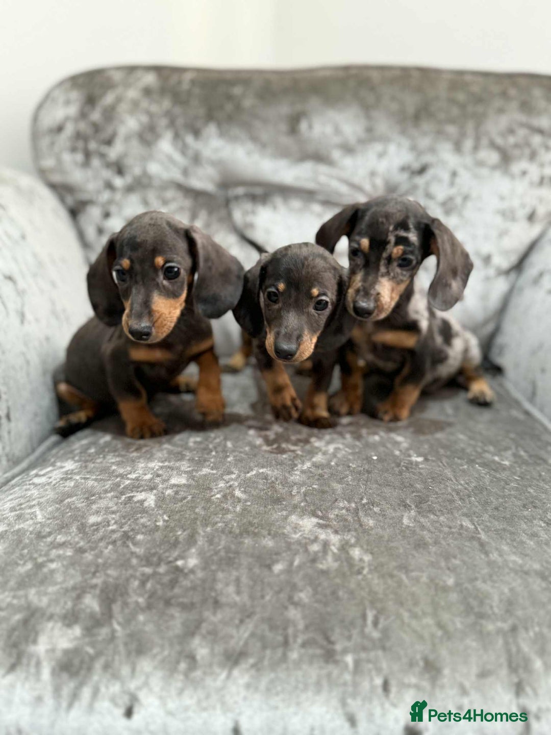 Dachshund dogs for sale: Miniature Dachshunds - Advert 1