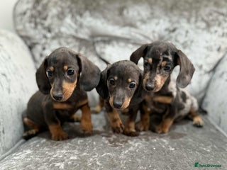 Dachshund dogs Miniature Dachshunds - Advert 18