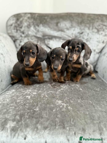 Dachshund dogs - Advert 1