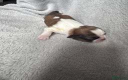 Shih Tzu dogs for sale: NEW Beautiful shih tzu puppies!!  - Image 10