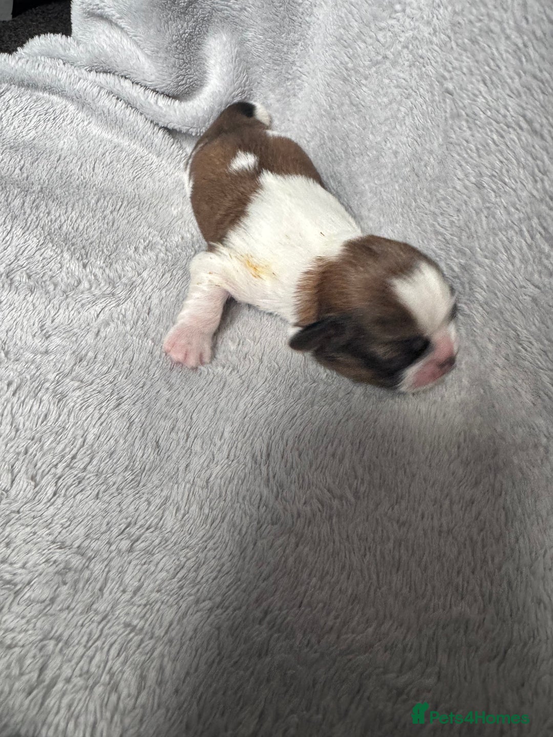 Shih Tzu dogs for sale: NEW Beautiful shih tzu puppies!!  - Image 10