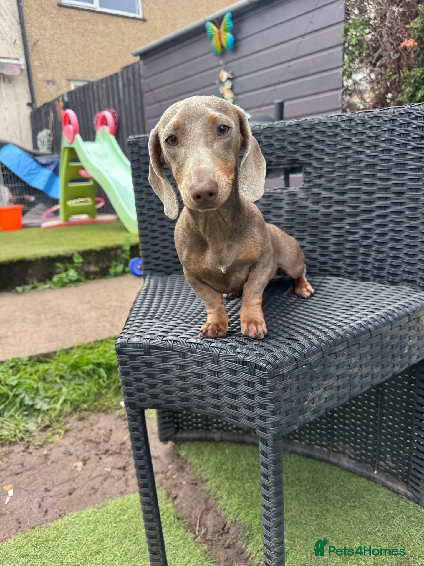Miniature Dachshund dogs Miniature dachshund  - Advert 8