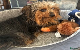 Yorkshire Terrier dogs for adoption: 💙🐶 BAILEY 🐶💙 - Image 5